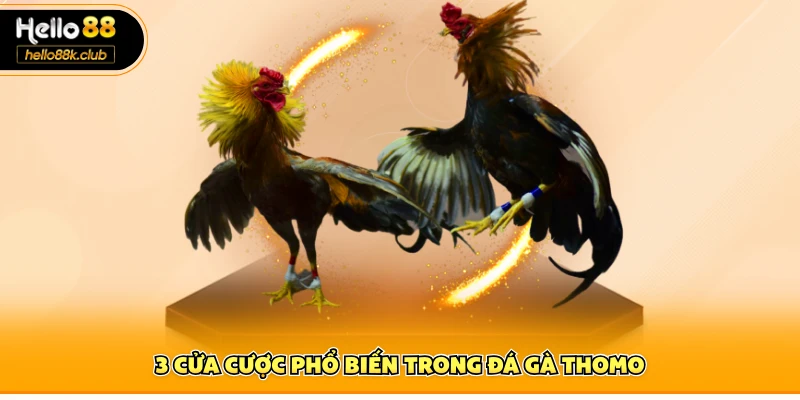 Đá Gà Thomo Hello88 | Đấu Trường Campuchia Đỉnh Cao 3 3 cửa cược phổ biến trong đá gà Thomo