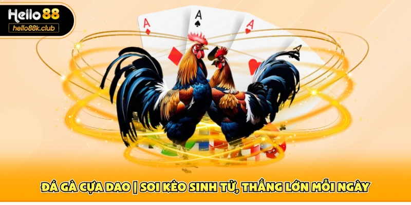 Đá gà cựa dao