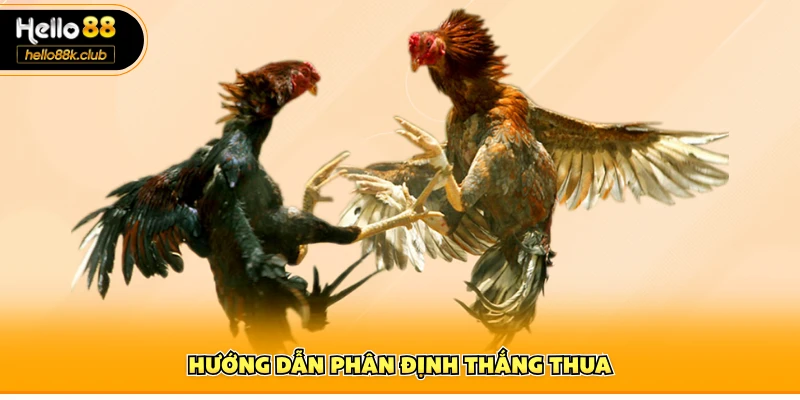 Đá Gà Cựa Dao | Soi Kèo Sinh Tử, Thắng Lớn Mỗi Ngày 2 Hướng dẫn phân định thắng thua