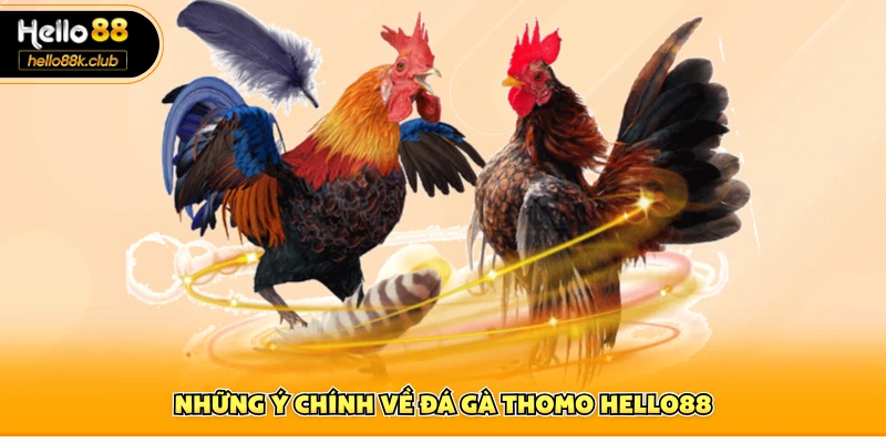 Đá Gà Thomo Hello88 | Đấu Trường Campuchia Đỉnh Cao 1 Những ý chính về đá gà Thomo Hello88